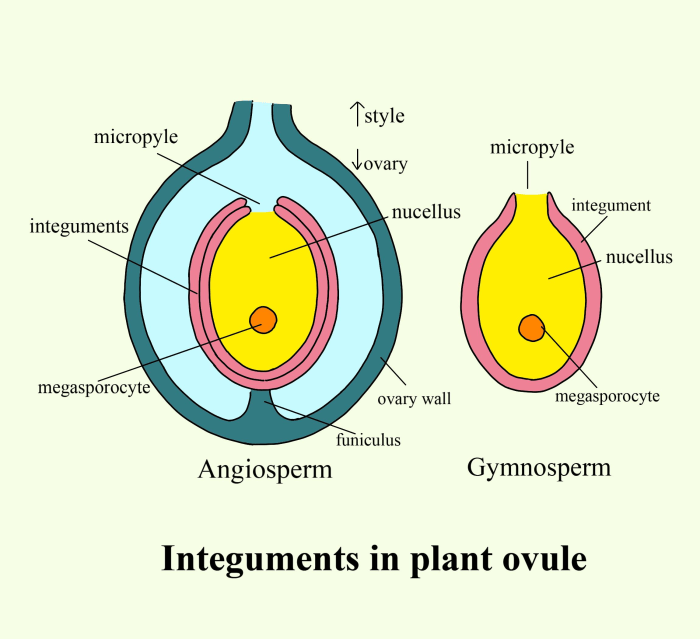 How are seeds formed in plants