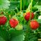 How Deep Should Strawberry Seeds Be Planted?