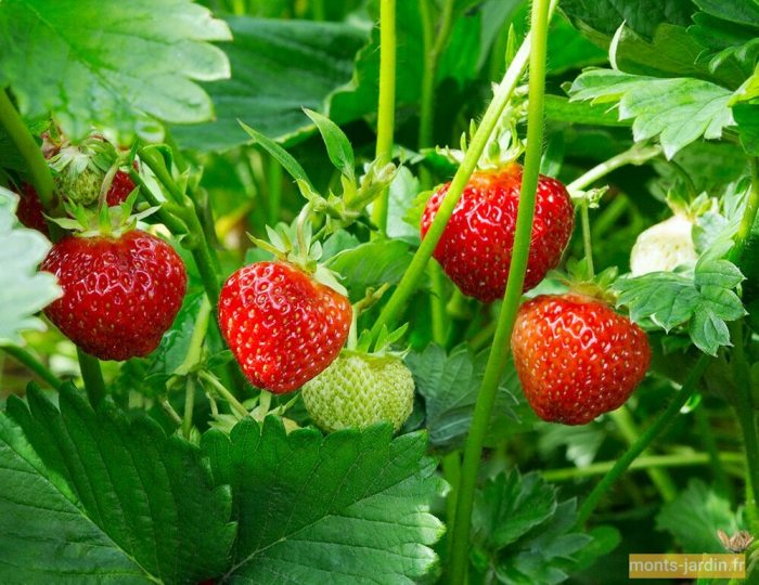 How deep should strawberry seeds be planted