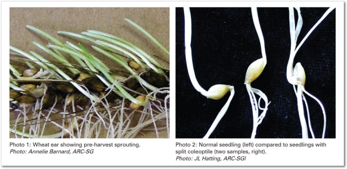 Wheat winter growing crop top tips yield typically cent per spring great will can out