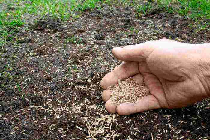 How can i plant grass seed