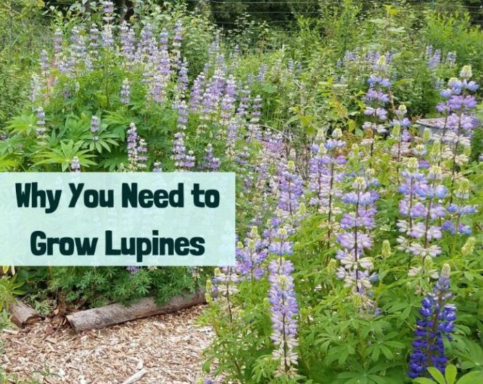 How deep do i plant lupine seeds