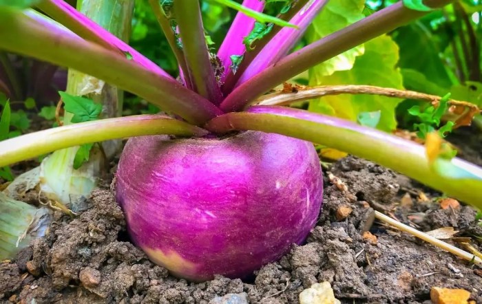 Greens turnips turnip salad garden growing them food family familyfoodgarden cook