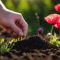 How Deep Should You Plant Poppy Seeds?