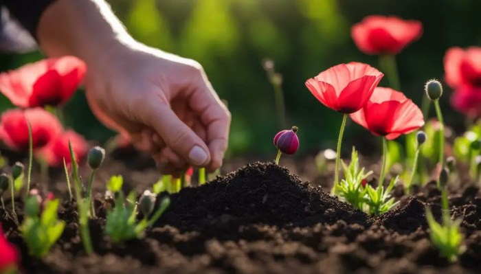 How deep should you plant poppy seeds