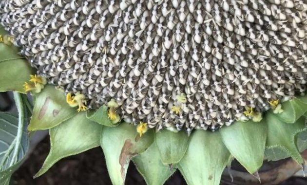 How and When Do You Plant Sunflower Seeds?