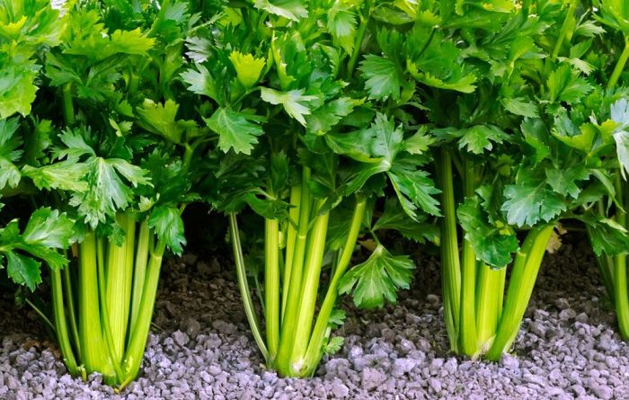 How deep do you plant celery seeds