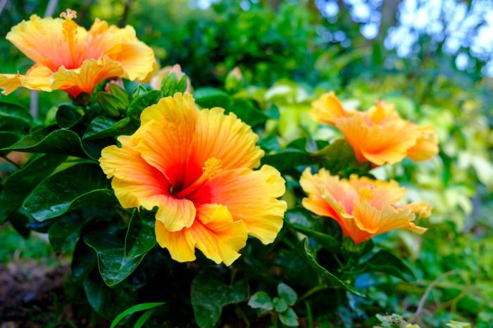 How deep do you plant hibiscus seeds