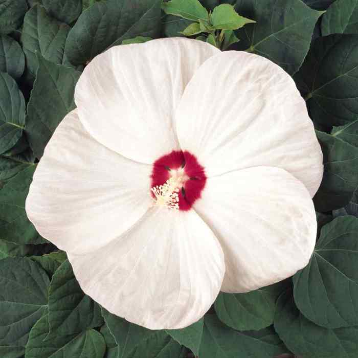 How deep do you plant hibiscus seeds