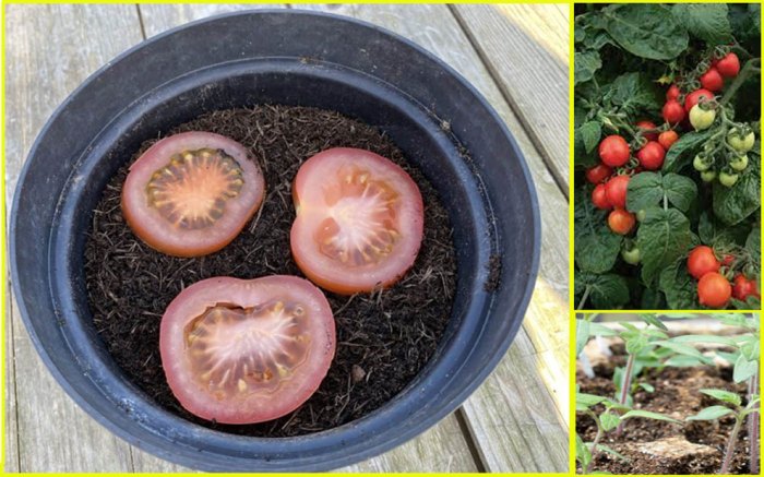 Cherry tomatoes seed grow