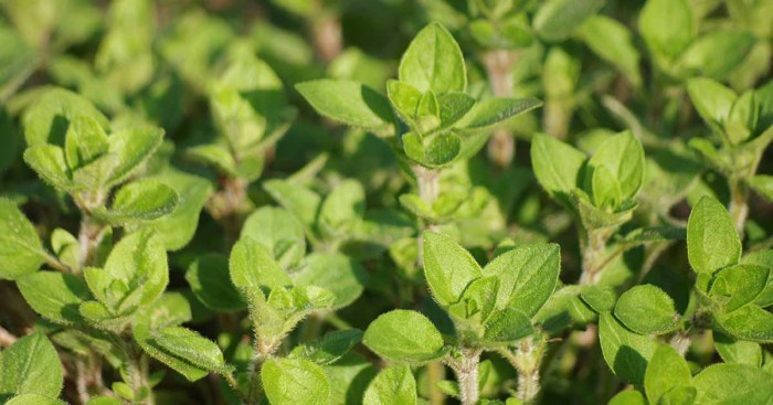 How deep do you plant oregano seeds