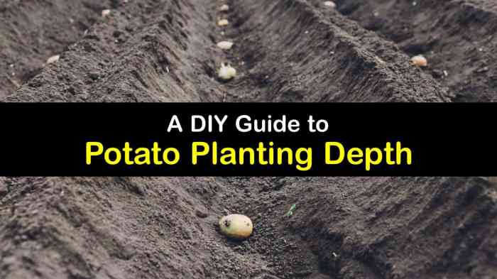 How deep should seed potatoes be planted