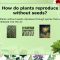 How Can Plants Reproduce Without Seeds?