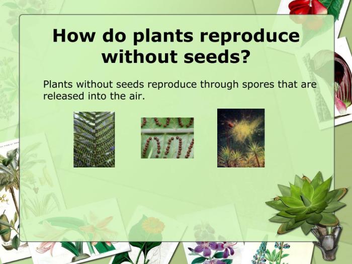 Without reproduction seed plant science