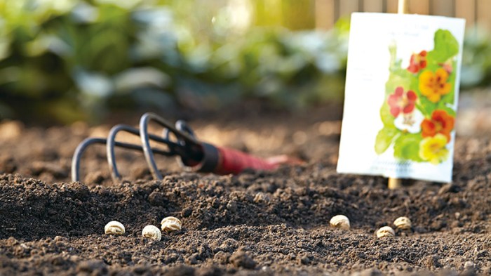 How and when to plant flower seeds