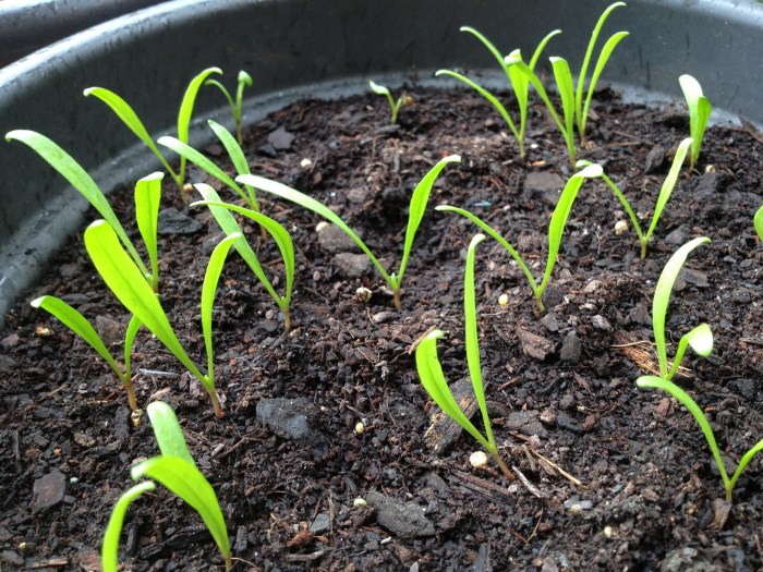 How deep should spinach seeds be planted