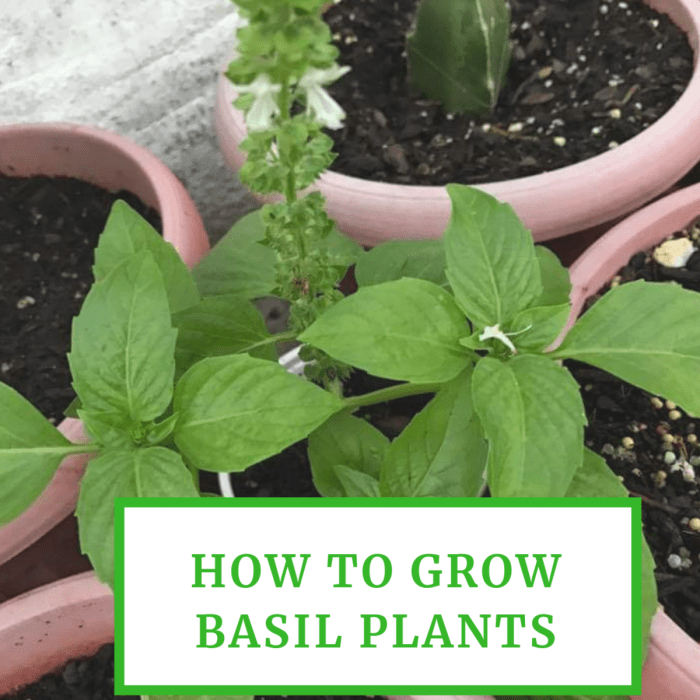 How deep do you plant basil seeds