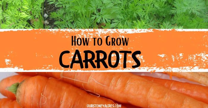 How close to plant carrot seeds