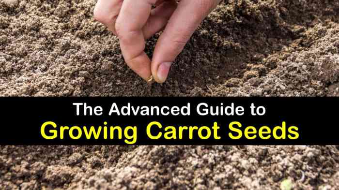 How deep should i plant carrot seeds