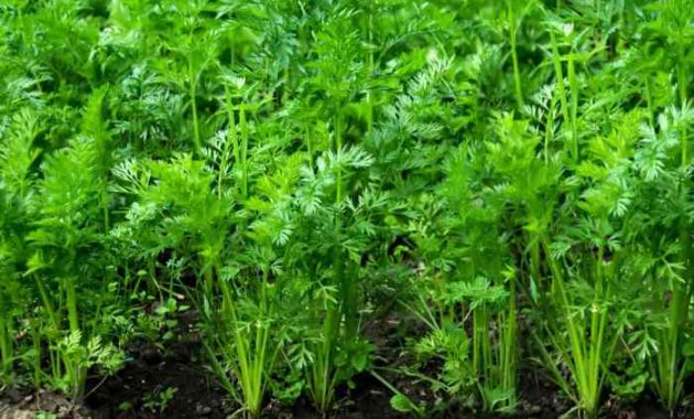 How Close to Plant Carrot Seeds