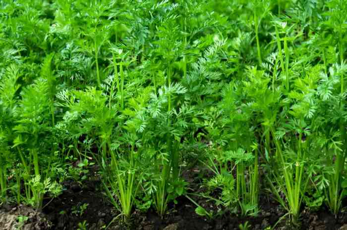 How close to plant carrot seeds