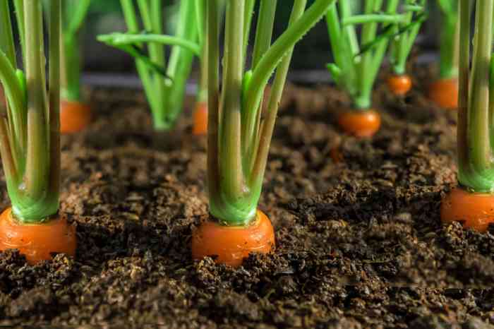 How deep should you plant carrot seeds