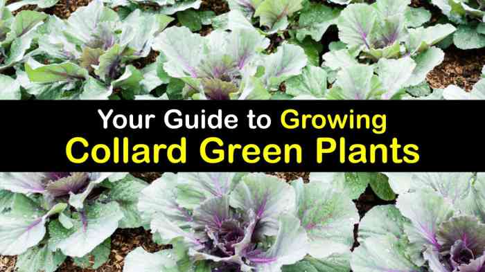 Collard greens gardenerspath collards planting mustard vary packet