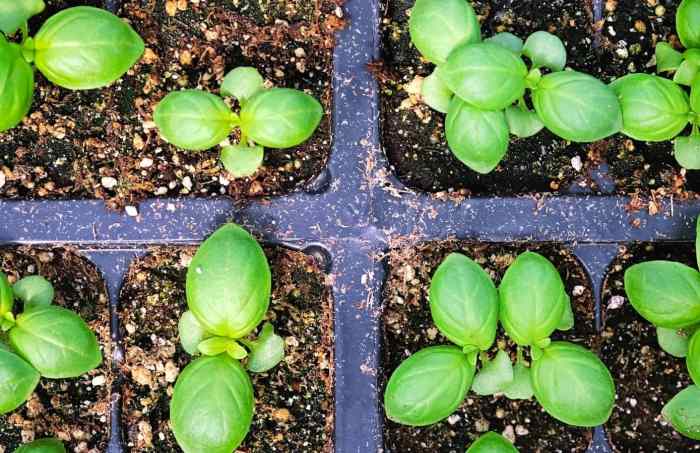 Basil planting growfully