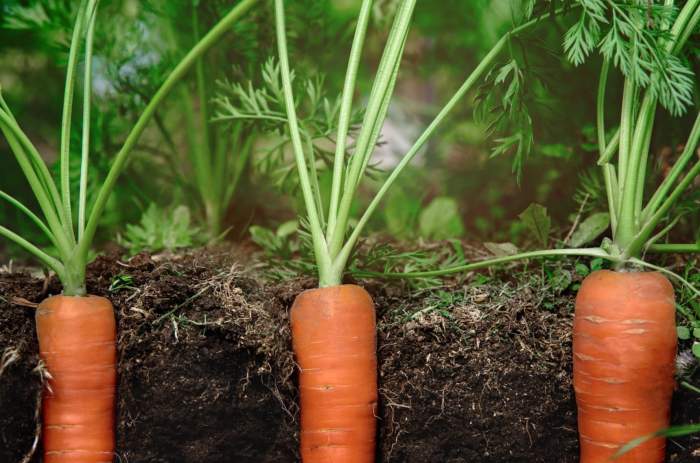 Plant carrot seeds carrots diy planted