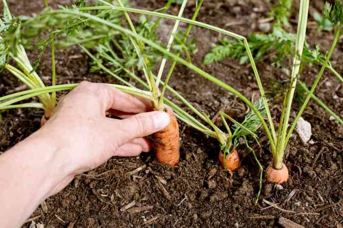 How deep plant carrot seeds