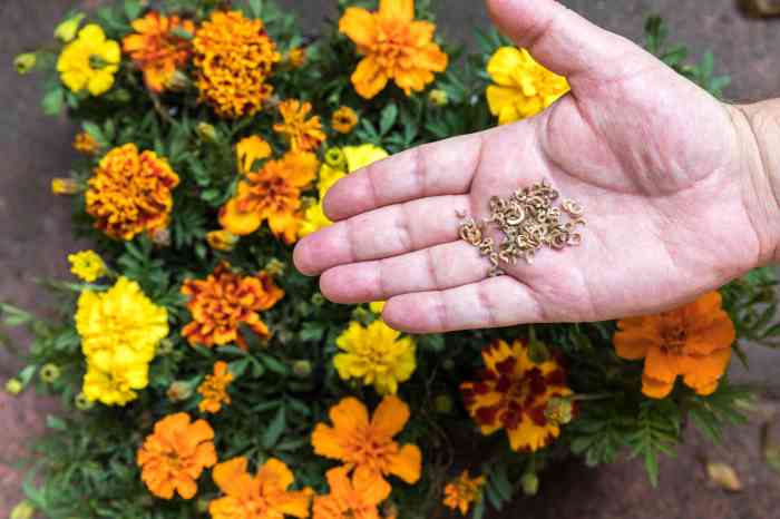 How deep plant marigold seeds