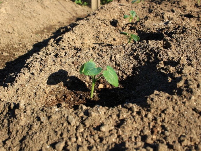 Okra seeds plant deep eco garden blowing wind sow shallow answer