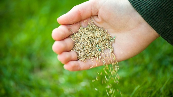 How deep plant grass seed