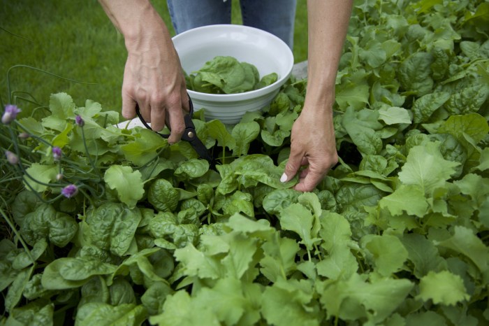 How deep do i plant spinach seeds