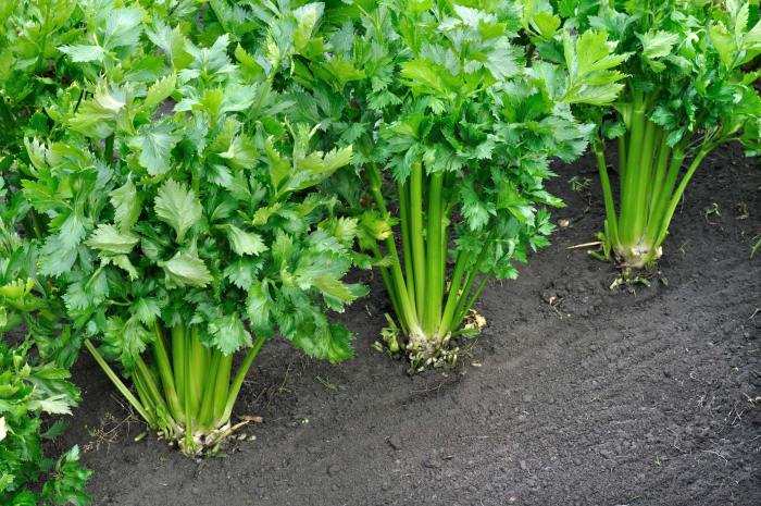 How deep do you plant celery seeds