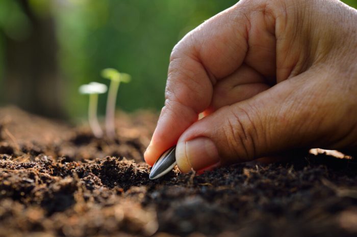 How and where to plant sunflower seeds