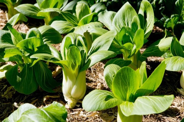 How deep to plant bok choy seeds