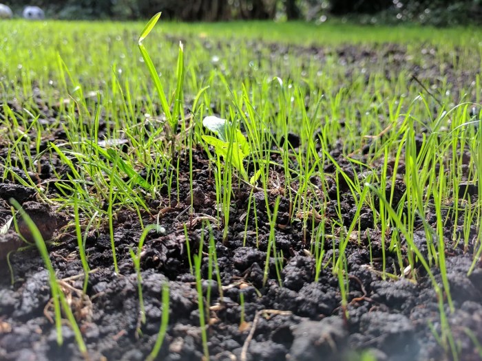 How and when do you plant grass seed