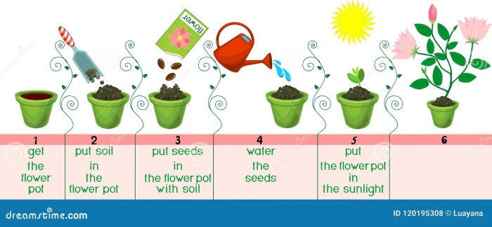 How and when to plant flower seeds