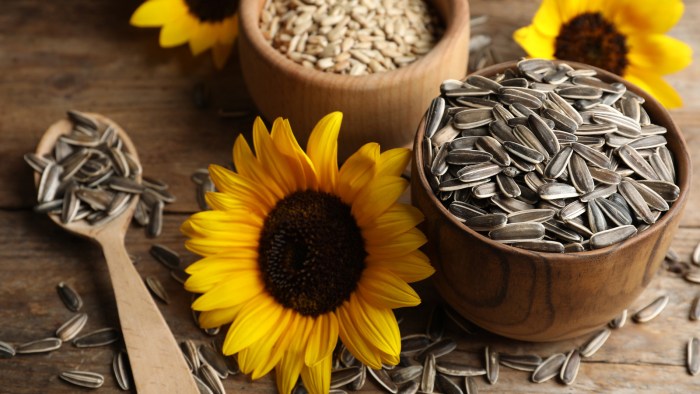 How can you plant sunflower seeds