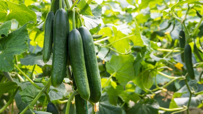 How and when to plant cucumber seeds