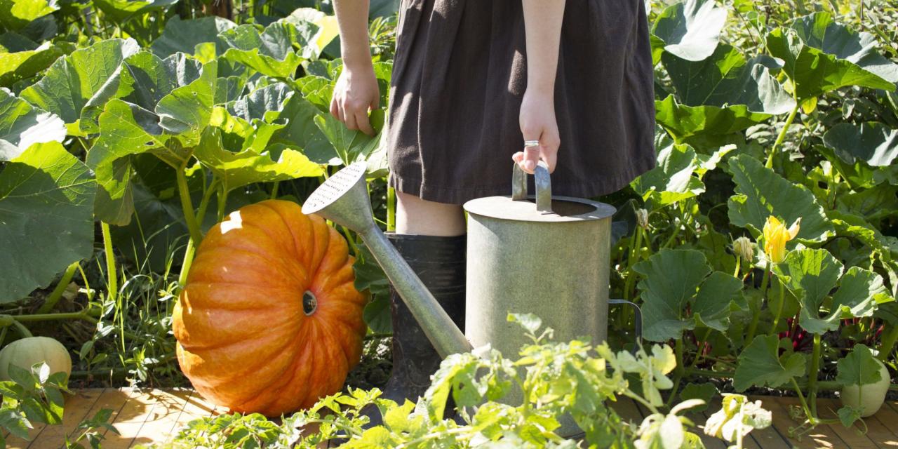 How & when to plant pumpkin seeds