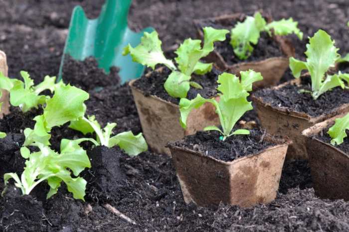 How deep should i plant lettuce seeds