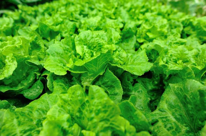 How deep should you plant lettuce seeds