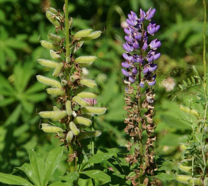 How deep do i plant lupine seeds