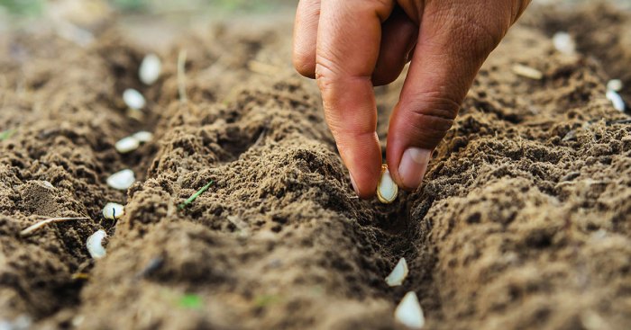 How deep should vegetable seeds be planted