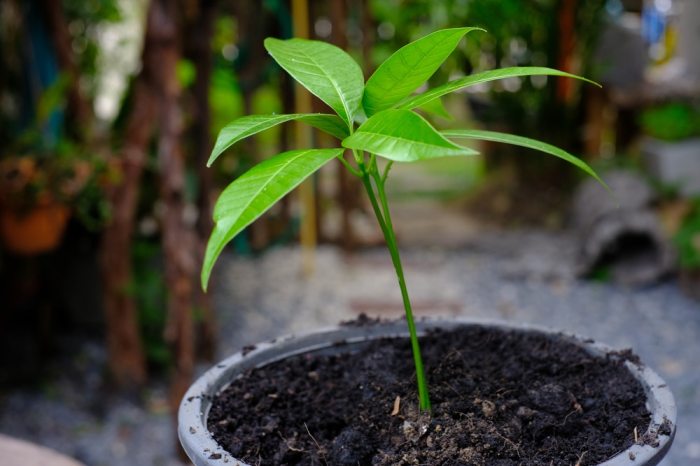 How deep do you plant a mango seed