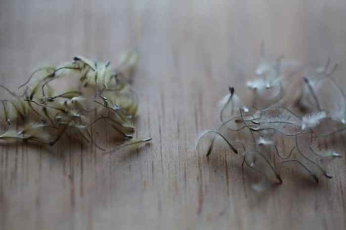 How deep do you plant clematis seeds