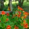 How and When to Plant Nasturtium Seeds