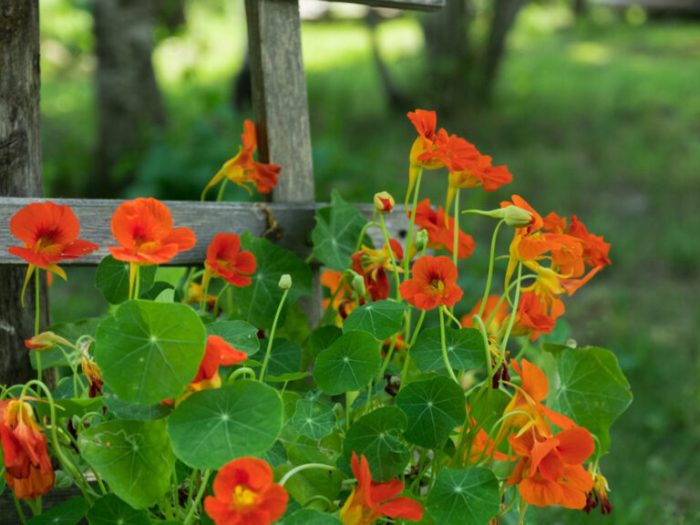 How and when to plant nasturtium seeds